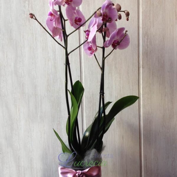 Dione, orquídea de color con cristal