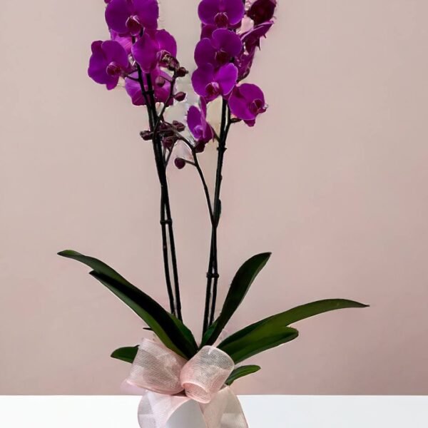 orquídea rosa con cerámica