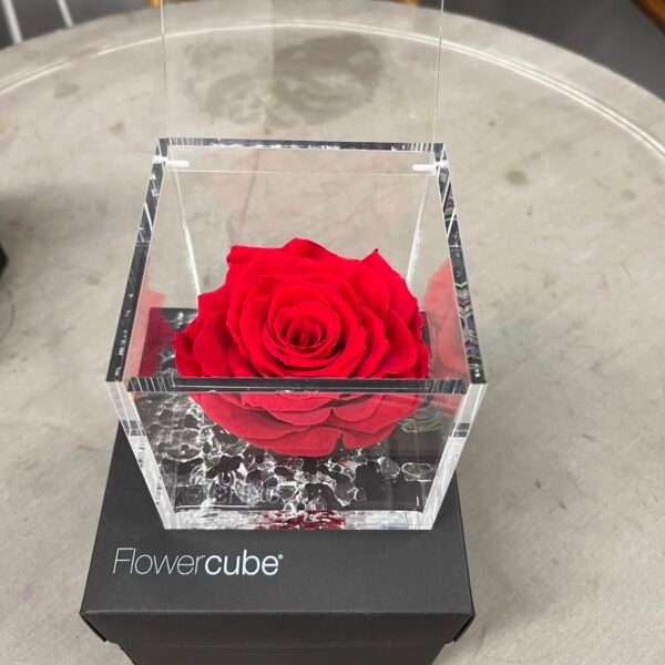 rosa eterna en cubo