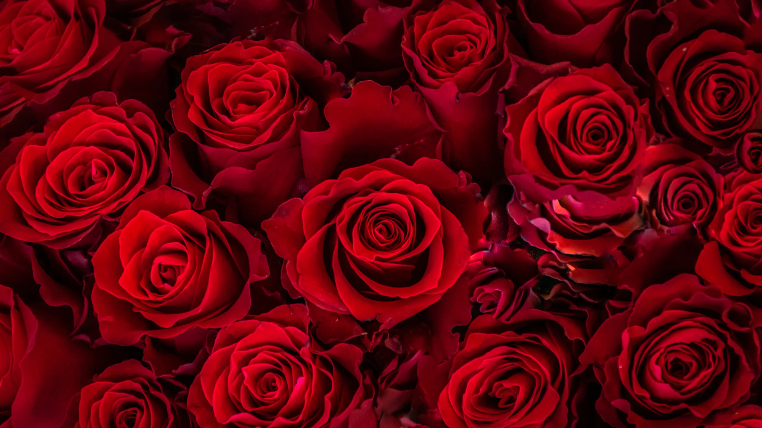 ROSAS ROJAS