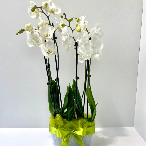 Gálica centro 2 orquídeas