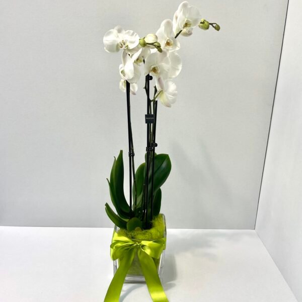Miranda orquídea blanca
